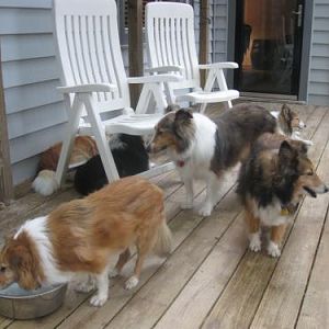 Mess o' shelties!