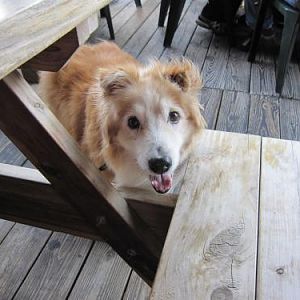 more chicken... please