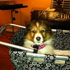Dixie