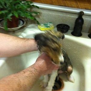 Dixie's first bath