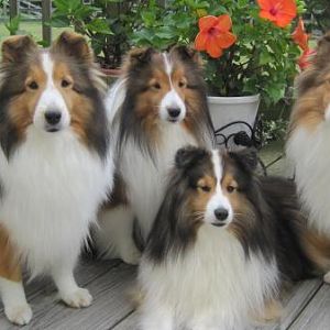 Dogs 2012 020