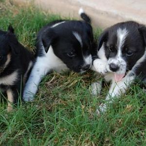 The boys - Bonzo, Arty and Ringo.