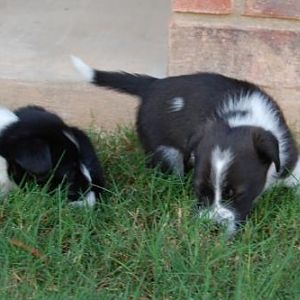 The four-week old puppies love going outside to play, and are transitioning to solid foods.