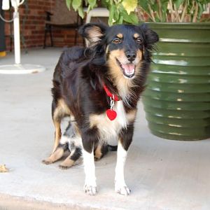 Delta is a beautiful dog.