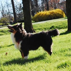 She has a long beautiful tail; the wind swept it away in this picture.