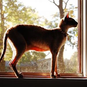 Nermie demonstrating why Cornish Rex cats make excellent anatomy lesson assistants.