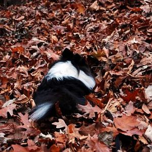 Leaf surfing.