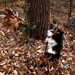 Sheltie defends against oak leaves.