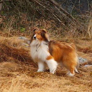 I'm the king of the castle!  Or...Bacca doing his Lion King impersonation!