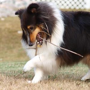 Dental Floss for dogs