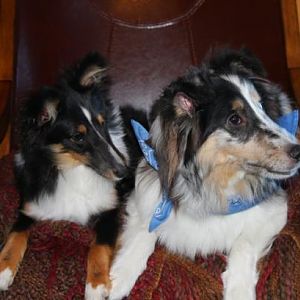 d40- Buddy and Duke