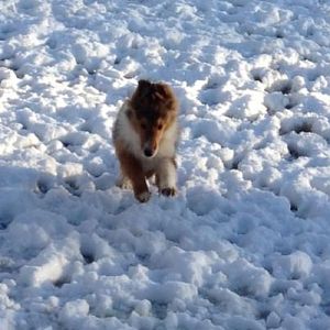 Homer's first snow!