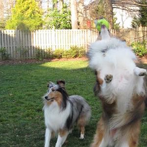 I got it!!
Bentley jumping in the air to catch a tennis ball. Zoey's in the background.