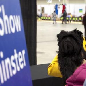 2013 Westminster Best in Show, GCH Banana Joe V Tani Kazari