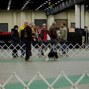 Some fantastic looking shelties!