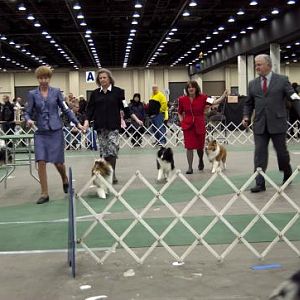 More awesome shelties.  The bi-black in the middle came out to hang outside the ring with his family after his turn in the ring.  What a pistol!  Calm