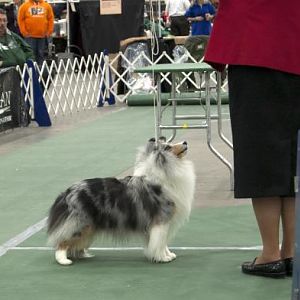 My favorite sheltie of the show:
Waltersway All About Me
Breed by Therese Walters & Shelia Ellis; Owned by Therese Walters & Sandra Stanfill