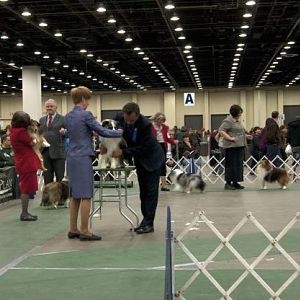 More shelties... why do they always look displeased on the table?