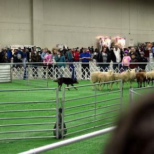 Herding demonstration by Second Chance Ranch.  They breed ACDs and Kelpies, but more importantly, rehab and transition racetrack thoroughbreds for civ