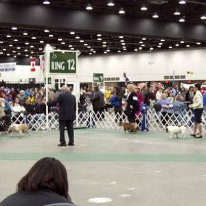 Bulldogs, a very popular breed at the DKC.