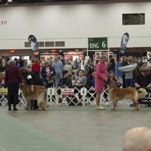 Leonbergers