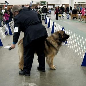 Leonberger getting ready to enter the ring
