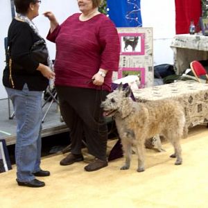 Rare Breed Exhibit - Belgian Laekenois