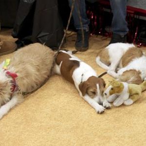 Rare Breed Exhibit - Portuguese Podengo adult and puppies (and friends)