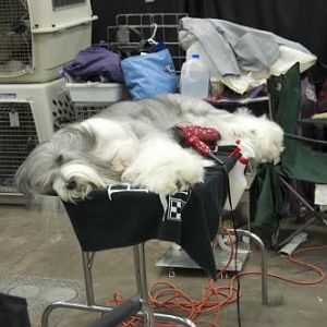 Bearded collies - it's not easy being gorgeous.