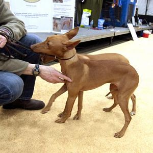 Cirneco dell'Etna
Shown in the Rare Breed Exhibit.  Two super-friendly, energetic pups.  The owner said they were almost full-grown, just under a yea
