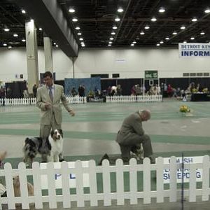 DKC   Herding Group