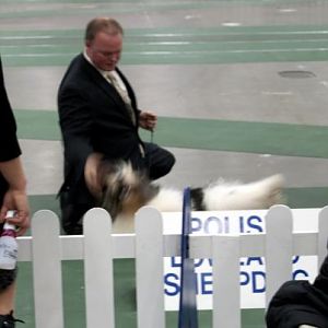 Polish Lowland Sheepdog.  While waiting, his handler had him literally rolling all over.  It was hysterical.  Dog was having a super-good time (so was