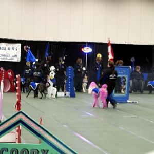Rock N Roll K-9's Performance Team.  Complete with 2 shelties and a pink poodle.
