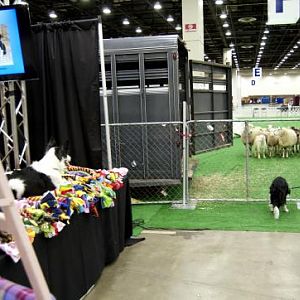 The BC Rescue table was right next to the herding demo ring.  Frustration!!