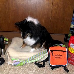 Olive's loot: two new tugs (proceeds direct to the Michigan BC Rescue), Stella & Chewy's chicken big bag and duck small bag, traveling water bottle fo