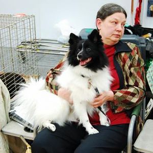 Rare Breed Exhibit - German Spitz

Such a fun dog!  His expression says everything.  Lots of energy, great personality.  A tail wag for everybody, w