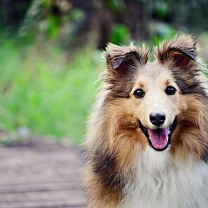 Photogenic dog!