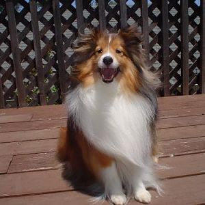 Just lookin' handsome. About 4 years old here.