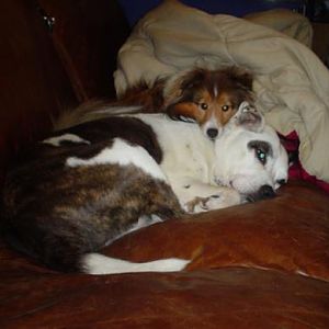 Sparky and Marla loved to snuggle.