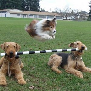 Sparky leaping a bar at the age of 11.