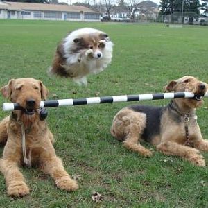 Sparky looking a bit like a flying ball of fluff!