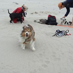 Sparky at the beach: "ARF!"
