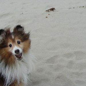Sparky at the beach.