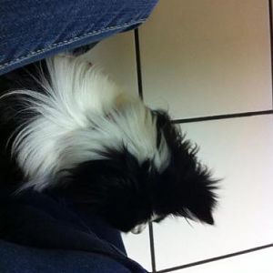 "I hate the vet"