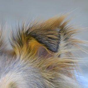 Most prettiest sheltie ear