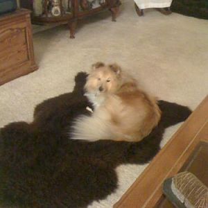 Little Malai on her Highland Sheep rug. Nice and warm. :)