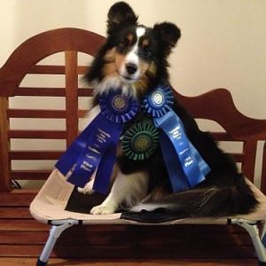 rush cd rosettes2