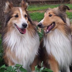 "Hey F-kap, you thinkin what I'm thinkin?" "Yaaah, Mom has cookies."