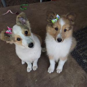 Dixie (L) and Sarah (R) in their new bows
