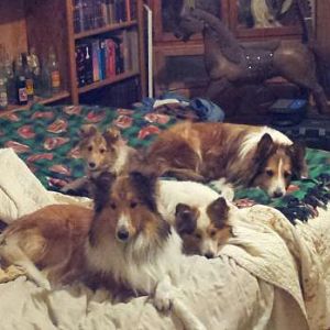 Nope! Not my bed anymore!
(front to back) Jody, Dixie, Ida, and F-kap